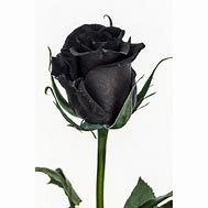 Image result for Black Rose Bud
