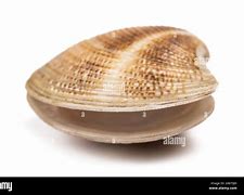 Image result for Open Clam in Nature
