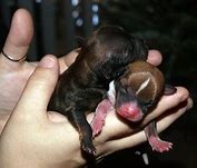 Image result for Xmas Chihuahua