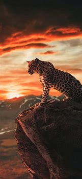 Image result for iPhone 6s Wallpaper Cheeta