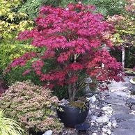 Image result for Kiyohime Japanese Maple