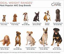 Image result for 25 Pound Dog Breeds