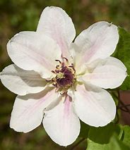 Image result for Clematis Faun