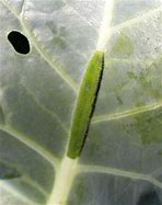 Image result for "imported-cabbageworm"