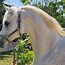 Image result for Pure Egyptian Arabian Horses