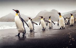Image result for Penguin Desktop