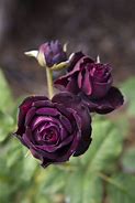 Image result for Turkey Black Roses Real