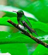 Image result for Ocreatus Trochilidae