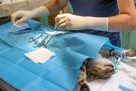 Image result for Cat Vasectomy