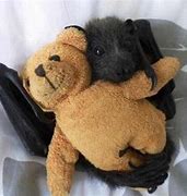 Image result for Bat Teddy