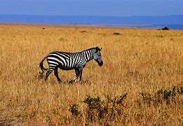 Image result for Animals of the Savannah