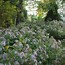 Image result for Aster ageratoides Asran