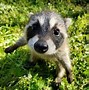 Image result for Wholesome Raccoon Meme