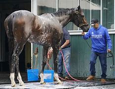 Image result for Belmont Stakes Past Performances