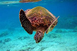 Image result for Chelonia Cheloniidae