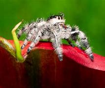 Image result for Distinguished Jumping Spider