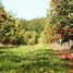 Image result for Largest Apple Orchard