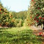 Image result for Apple Orchard Picking