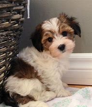 Image result for Small Mix Breed Dogs