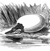 Image result for Alligator Laying Eggs