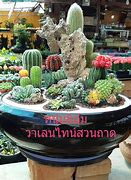 Image result for สวนถาด