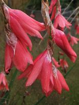 Image result for Dierama igneum