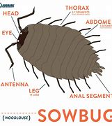 Image result for Pill Bug Diagram