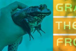 Image result for Grabit the Frog