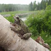 Image result for Minnesota Tree Frogs