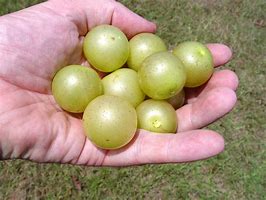 Image result for Muscadine Grape Varieties