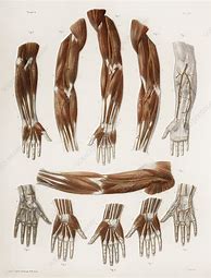 Image result for Vintage Arm Anatomy