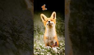 Image result for Baby Galaxy Kawa Fox