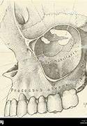 Image result for Processus Uncinatus Anatomy