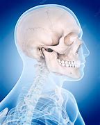 Image result for Human Skull Photography