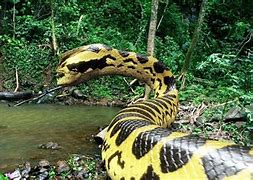 Image result for Show Me the Biggest Snake in the World