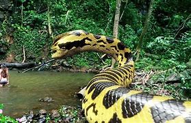 Image result for What's the Biggest Snake in the World