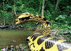 Image result for What Is the Biggest Snake in the World