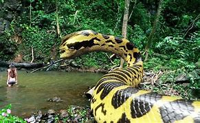Image result for Real Biggest Snake Ever