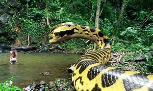 Image result for What Is the Biggest Snake in the World