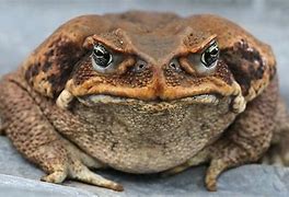 Image result for Toad On Car Frog Meme