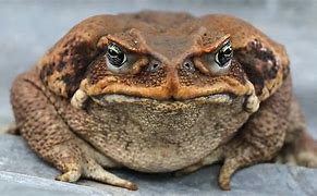 Image result for Tuesday Toads Meme
