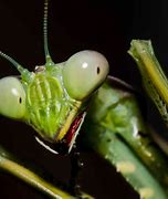 Image result for Praying Mantis Colors