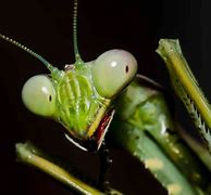 Image result for Red Praying Mantis