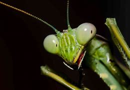 Image result for Mantis