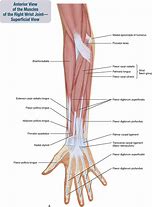 Image result for Anatomy of the Forearm