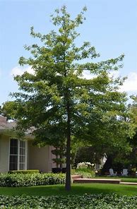 Image result for Quercus palustris Leivorm, voorgeleid tot étage 2
