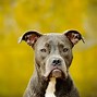 Image result for American Pit Bull Terrier Blue Nose