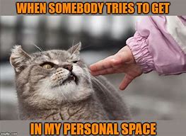 Image result for Cat Personal Space Meme