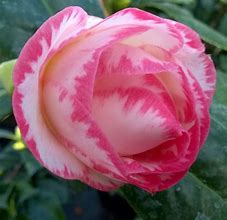 Image result for Camellia japonica Margaret Davis