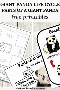 Image result for Giant Panda Life Cycle